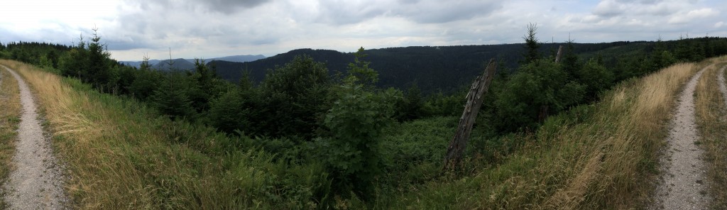 Der Schwarzwald mit seinen hohen Fichten- und Tannenwäldern